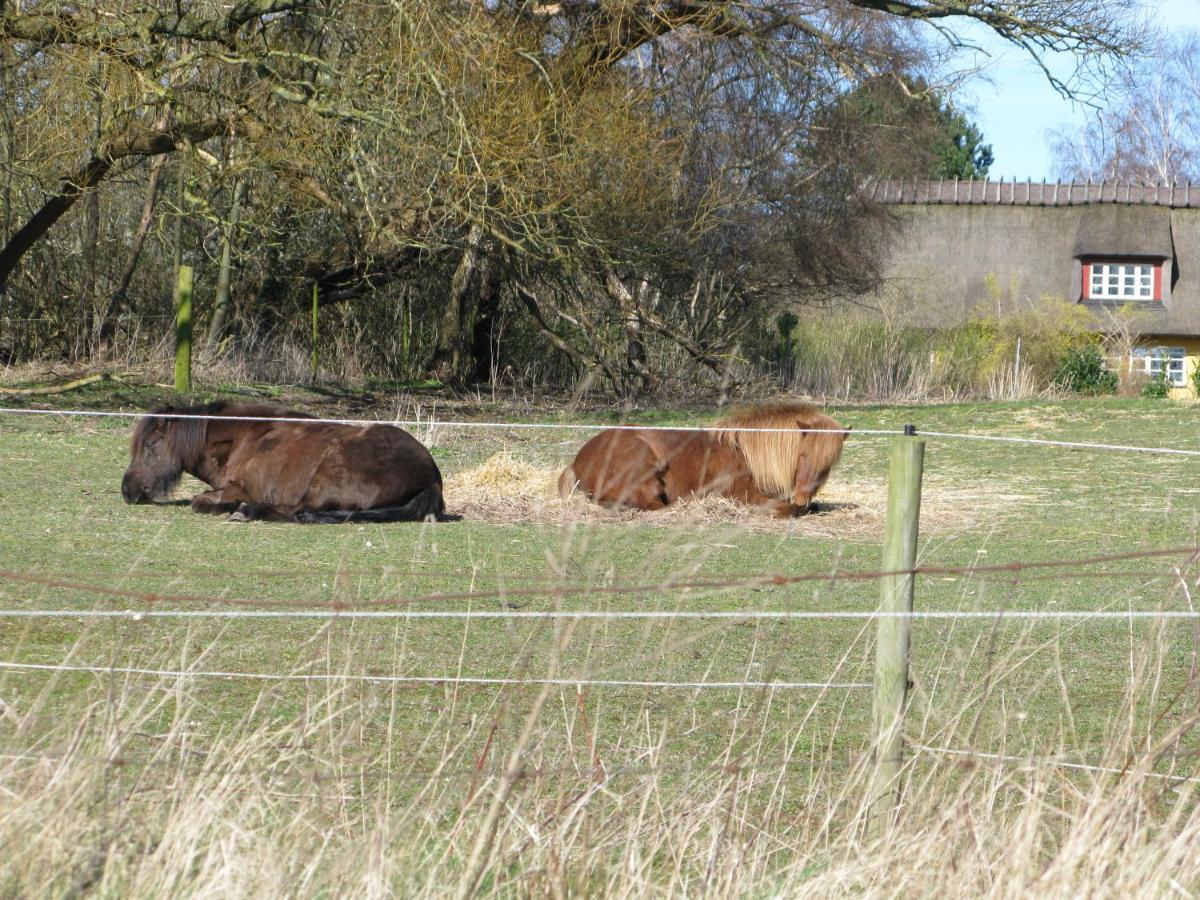 Fuglevaenget Lägenhet Hundested Exteriör bild